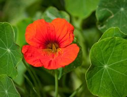 Nasturtium, Orange Flower, Edible Flower, Tropaeolum
Pixabay
