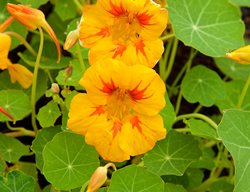 Nasturtium Vine, Vine With Orange Flowers
Garden Design
Calimesa, CA