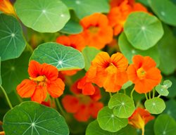 Nasturtuim Plant, Nasturtium Flowers
Shutterstock.com
New York, NY