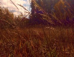 Native Grasses, Prairie Grasses
Hugh Stephens
