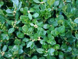 Neatball Boxwood, Buxus Microphylla
Proven Winners
Sycamore, IL