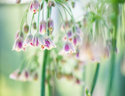 Nectaroscordum Siculum 
Garden Design
Calimesa, CA