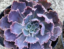 Neon Breakers Echeveria, Echeveria Hybrid, Purple Succulent
Shutterstock.com
New York, NY