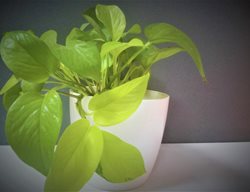 Neon Pothos, Chartreuse Leaves, Houseplant
Shutterstock.com
New York, NY