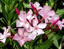 Nerium Oleander Flowers Leaves 
Garden Design
Calimesa, CA
