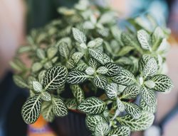 Nerve Plant, Fittonia Albivenis
Shutterstock.com
New York, NY