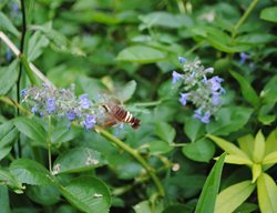 Nessus Sphinx Moth
Garden Design
Calimesa, CA