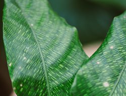 Network Calathea, Calathea Musaica
Shutterstock.com
New York, NY