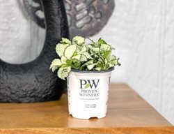 Network News Broadcast Fittonia,  Nerve Plant
Proven Winners
Sycamore, IL