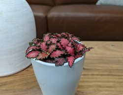 Network News Current News Fittonia, Nerve Plant
Proven Winners
Sycamore, IL