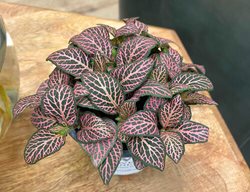 Network News Daytime, Nerve Plant
Proven Winners
Sycamore, IL