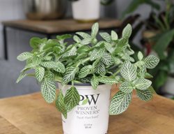 Network News Lifestyle Fittonia, Nerve Plant
Proven Winners
Sycamore, IL