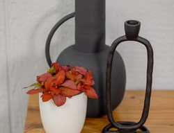 Network News Media Fittonia, Nerve Plant
Proven Winners
Sycamore, IL