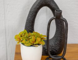 Network News Primetime Fittonia, Nerve Plant
Proven Winners
Sycamore, IL