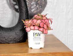 Network News Top Stories Fittonia, Nerve Plant
Proven Winners
Sycamore, IL