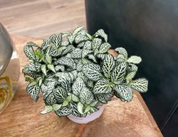 Network News World News Fittonia, Nerve Plant
Proven Winners
Sycamore, IL