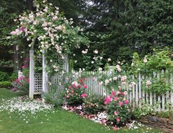 New Dawn Climbing Rose On Arbor
Garden Design
Calimesa, CA