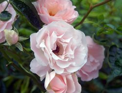 New Dawn, Rose, Pink Flower
Shutterstock.com
New York, NY