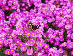 New England Asters, Red Admiral Butterfly
Shutterstock.com
New York, NY