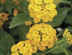 New Gold Lantana, Yellow Flower
Millette Photomedia
