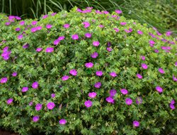 New Hampshire Purple Geranium, Geranium Sanguineum
Walters Gardens
