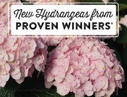 New Hydrangeas
Proven Winners
Sycamore, IL
