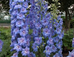 New Millenium Blue Lace Delphinium, Blue Delphinium Flowers
Proven Winners
Sycamore, IL