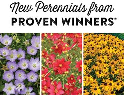 New Perennials 
Proven Winners
Sycamore, IL