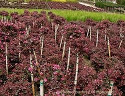 New Plants
Garden Design
Calimesa, CA
