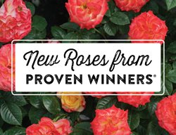 New Roses From Proven Winners
Proven Winners
Sycamore, IL