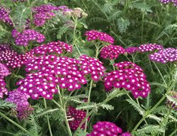 New Vintage Violet Yarrow, Achillea Millefolium, Common Yarrow
Proven Winners
Sycamore, IL