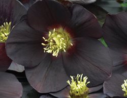 New York Night Hellebore, Black Hellebore
Proven Winners
Sycamore, IL