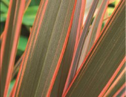 New Zealand Flax
Garden Design
Calimesa, CA