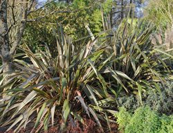 New Zealand Flax, Phormium Tenax, Ornamental Grass
Shutterstock.com
New York, NY