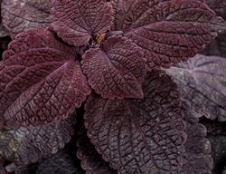 Newly Noir Coleus
Proven Winners
Sycamore, IL