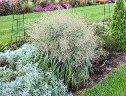 Niagara Falls Switchgrass, Native Ornamental Grass
Proven Winners
Sycamore, IL