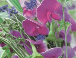 Nicotiana Langsdorffii And Pink Lathyrus Latifolius
Garden Design
Calimesa, CA