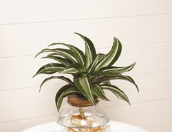Nifty Nautilus Dracaena Plant, Corn Plant
Proven Winners
Sycamore, IL
