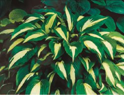 Night Before Christmas
Garden Design
Calimesa, CA