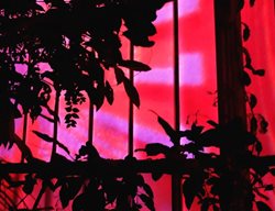 Night Bloom, Conservatory Of Flowers
Garden Design
Calimesa, CA