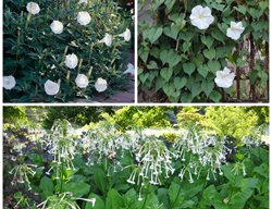 Night Bloomers, Night Flowers
Garden Design
Calimesa, CA