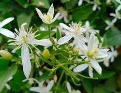Night Blooming Jasmine, Cestrum Nocturnum
Shutterstock.com
New York, NY