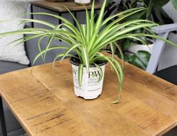 Night Out Spider Plant, Chlorophytum Comosum
Proven Winners
Sycamore, IL