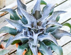 'night Owl' Mangave
Proven Winners
Sycamore, IL