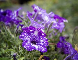 Night Sky Petunia, Speckled Petunia
Shutterstock.com
New York, NY
