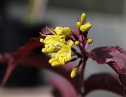 Nightglow Diervilla, Diervilla Splendens
Shutterstock.com
New York, NY