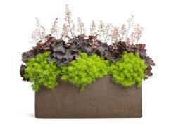 Nighthawk, Container Recipe, Sedum
Proven Winners
Sycamore, IL