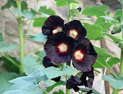 'nigra' Hollyhock, Alcea Rosea
Shutterstock.com
New York, NY