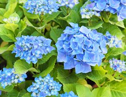 Nikko Blue Hydrangea, Bright Blue Flowers, Flowering Shrub
Shutterstock.com
New York, NY