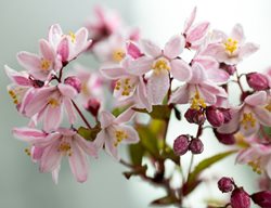 Nikko Blush Deutzia, Deutzia X Rosea
Shutterstock.com
New York, NY